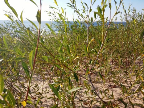 Plants growing at the Baltic beach in Summer