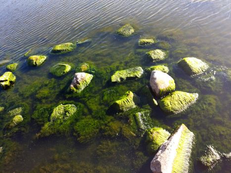 Seaweed that grows on rocks at beach