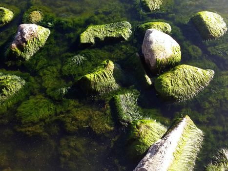 Seaweed that grows on rocks at beach