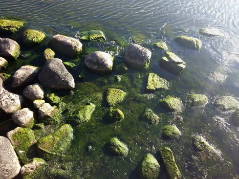 Seaweed that grows on rocks at beach