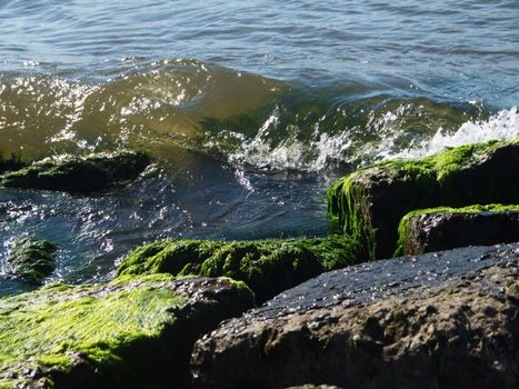 Seaweed that grows on rocks at beach