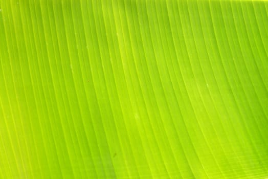 Backlit fresh green palm leaf. Nature background