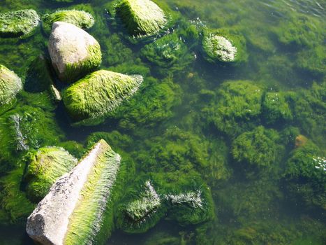 Seaweed that grows on rocks at beach