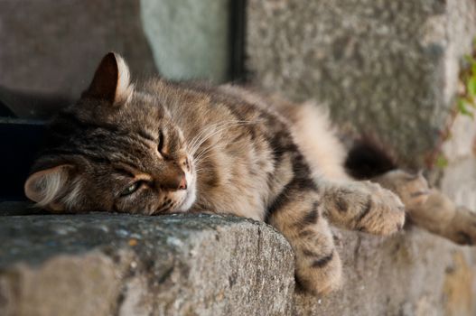 asleep cat in front of a window