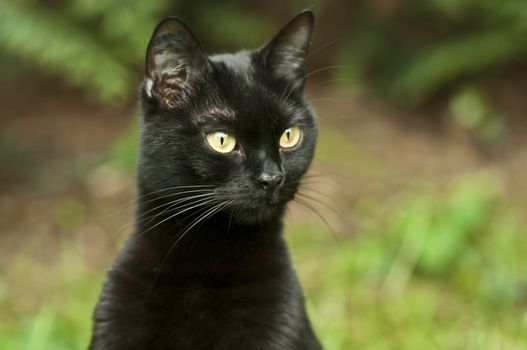 black cat in the garden