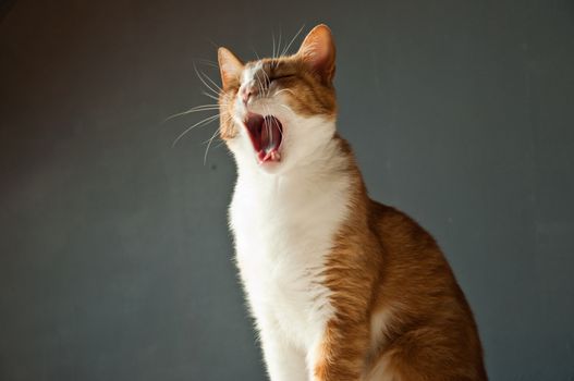 asleep cat on grey background