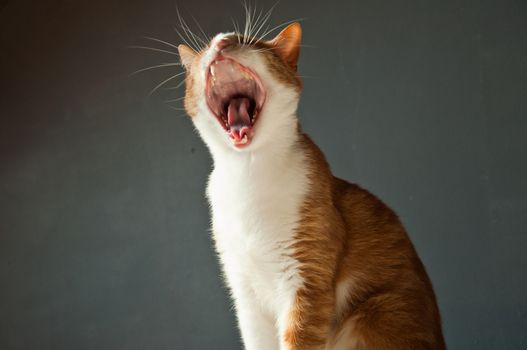 asleep cat on grey background