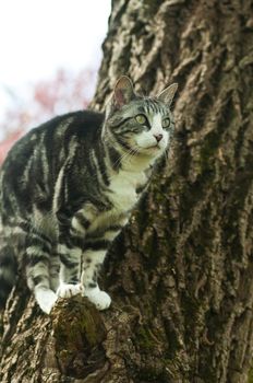 cat in tree wait for jump