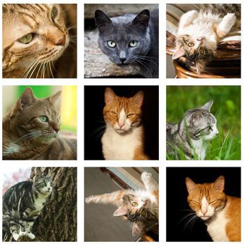 cat collage