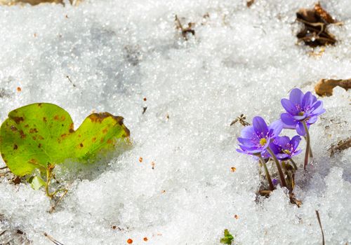 The first spring flowers in the melting snow