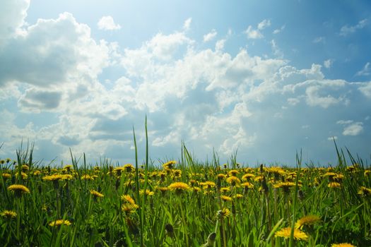 dandelions in a field