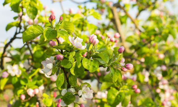 blossoming apple orchard