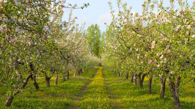 blossoming apple orchard