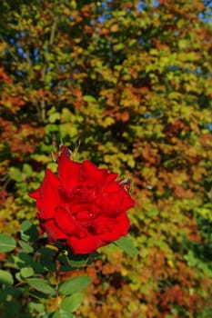 red rose in sunny day