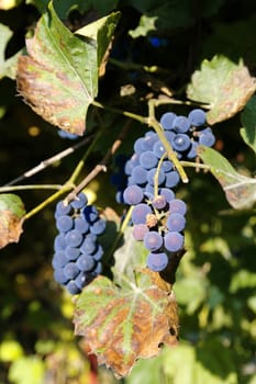 grapes on a branch