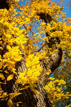 Beautiful tree with autumn yellow leaves against blue sky in Fall
