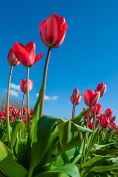 Red tulips against blue sky at the Skagit Tulip Festival, Washington
