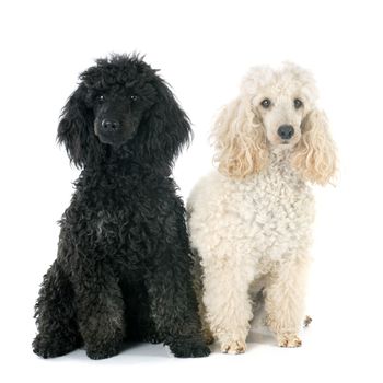 two  poodles in front of a white background