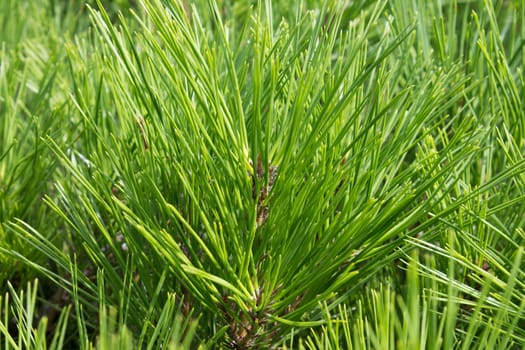 large number of green pine needles