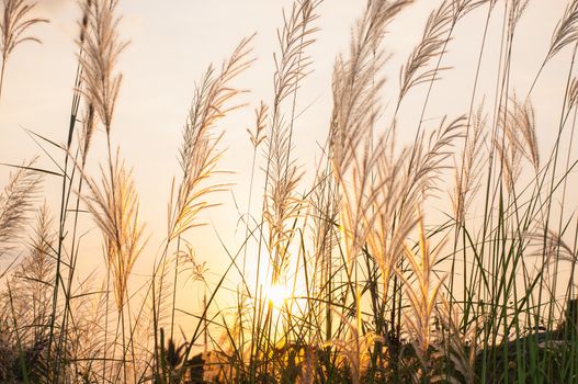 Field of grass on a sunset background