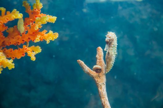 sea horse beautiful in aquarium and reef