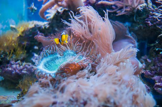 beautiful coral in aquarium and reef