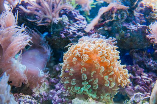 beautiful coral in aquarium and reef