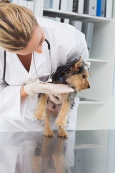 Female vet checking puppy in clinic
