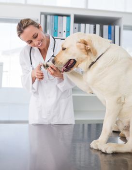 Dog getting claws trimmed by female vet in clinic