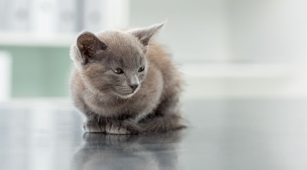 Cute kitten on table in veterinary office