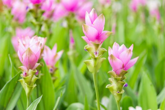 Curcuma alismatifolia blossom in Thailand, Siam tulip.