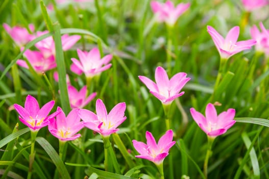 pink zephyranthes flowers. Rain Lily