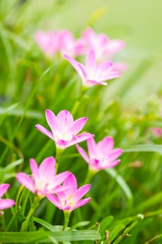 pink zephyranthes flowers. Rain Lily