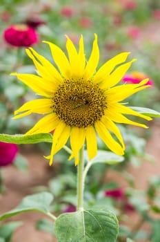 Beautiful yellow of sunflower