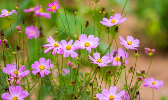 pink cosmos flowers in garden.