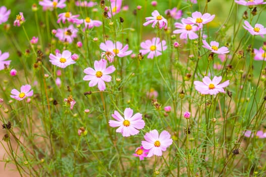 Pink Cosmos flowers in garden.