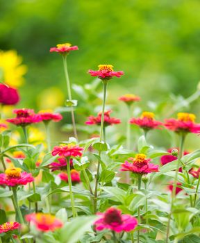 Pink Zinnia elegans flowers in garden