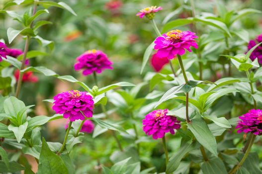 Pink Zinnia elegans flowers in garden