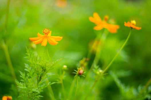 Yellow Cosmos flowers in garden.