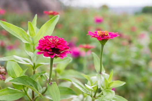 Pink Zinnia elegans flowers in garden