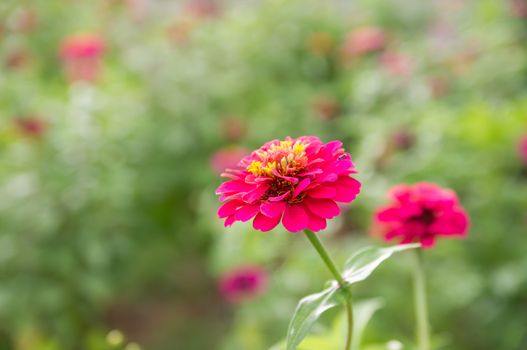 Pink Zinnia elegans flowers in garden