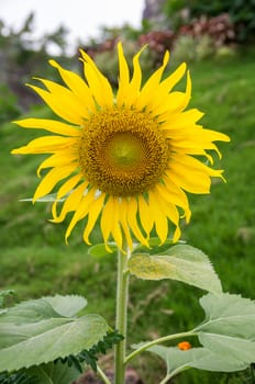 Beautiful yellow of sunflower