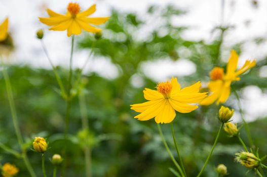 Yellow Cosmos flowers in garden.