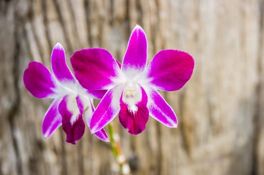 Streaked orchid flower on wood background.