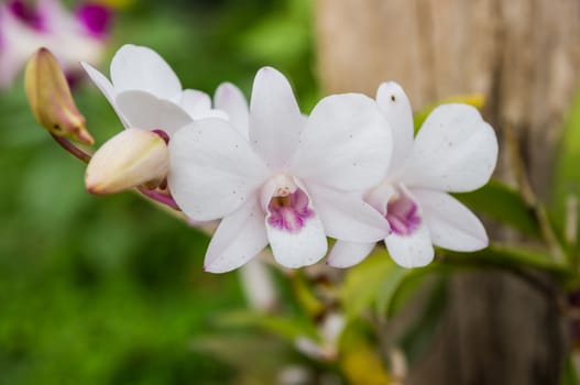 Streaked orchid flower