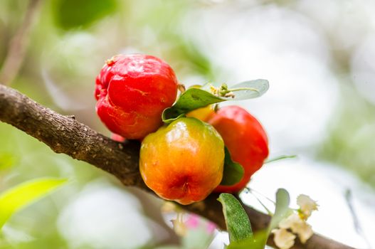Bunch of ripe, red fruit cherry berry on a branch  closeup.