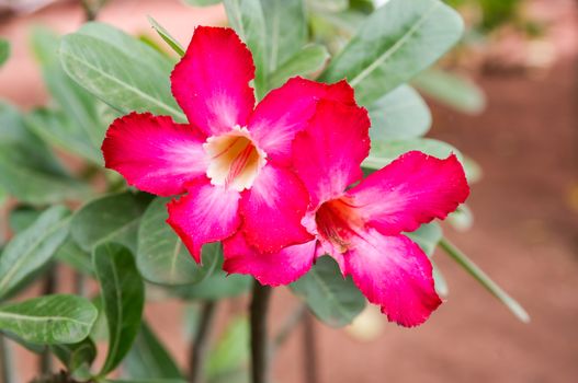 Adenium obesum , Desert Rose, Impala Lily, Mock Azalea, flower