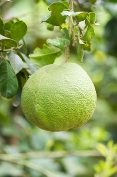 Pomelo fruit on tree with bokeh background