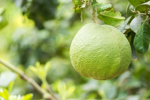 Pomelo fruit on tree with bokeh background