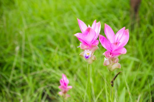 Curcuma alismatifolia blossom in Thailand, Siam tulip.